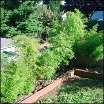 After first planting the black bamboo it easily became my favorite... but then the green and brown patches on the bory bamboo took over.