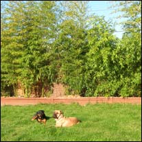 Bory Bamboo started growing out of control...